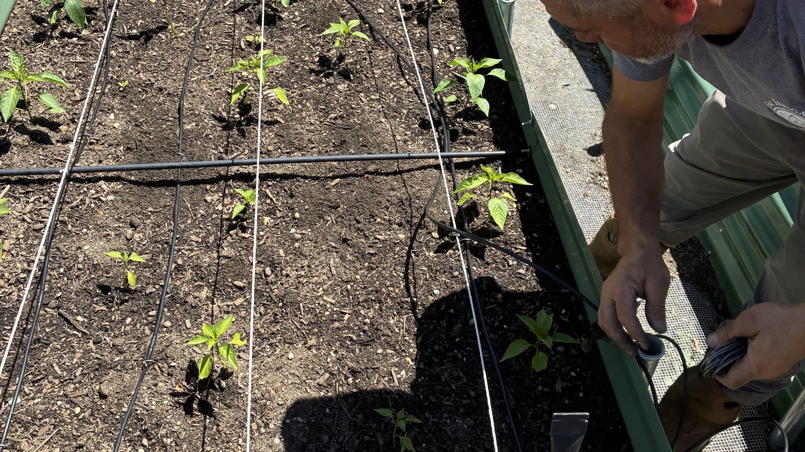 Sal installing a drip irrigation system in a raised garden bed on Long Island