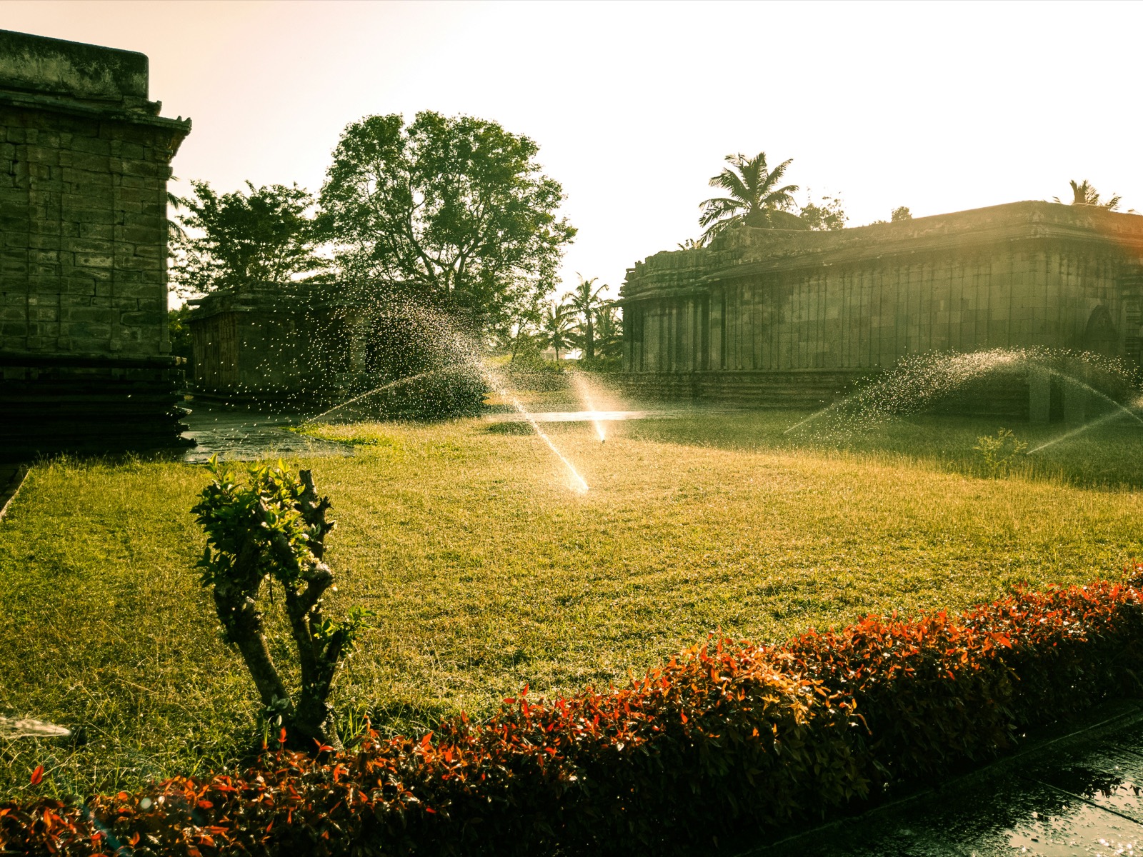 New sprinkler head installed in a lawn