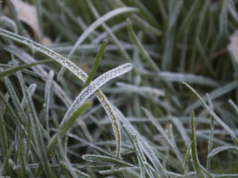 Frost-covered grass in late autumn